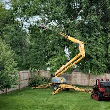 Best Tree Cabling and Bracing  in Thorp, WI