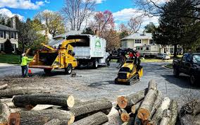 Best Palm Tree Trimming  in Thorp, WI