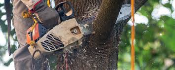 Best Soil Testing and Treatment  in Thorp, WI