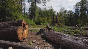 Reliable Thorp, WI Tree Services Solutions