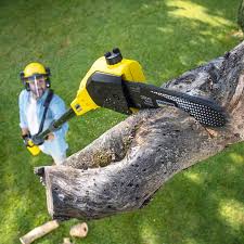 Best Arborist Consultation Services  in Thorp, WI
