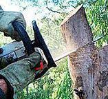 How Our Tree Care Process Works  in  Thorp, WI