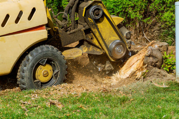 Best Sod Installation  in Thorp, WI