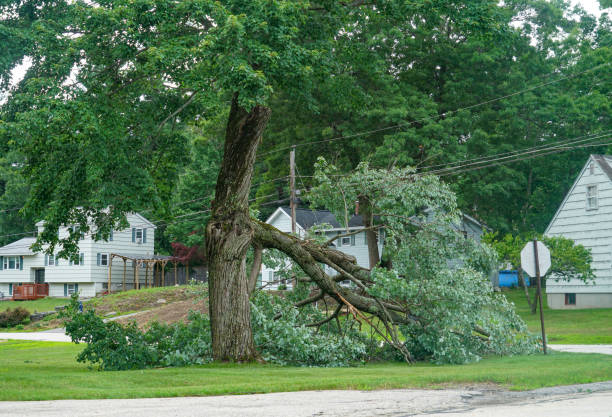 Best Firewood Processing and Delivery  in Thorp, WI