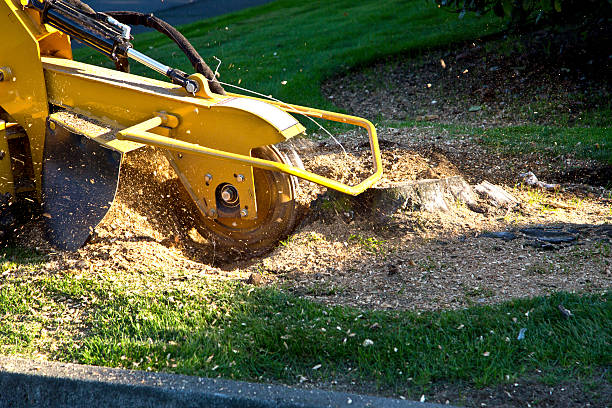 Best Grass Overseeding  in Thorp, WI