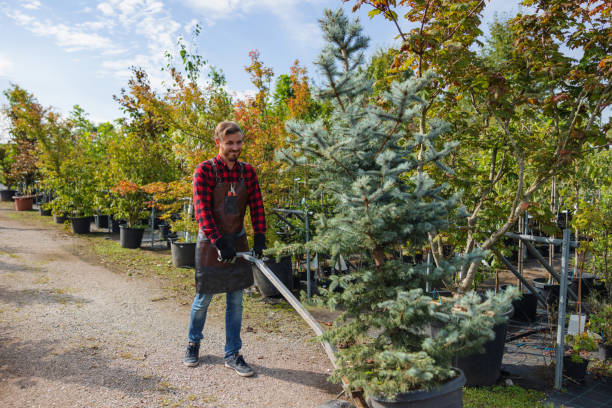 Best Organic Lawn Care Solutions  in Thorp, WI
