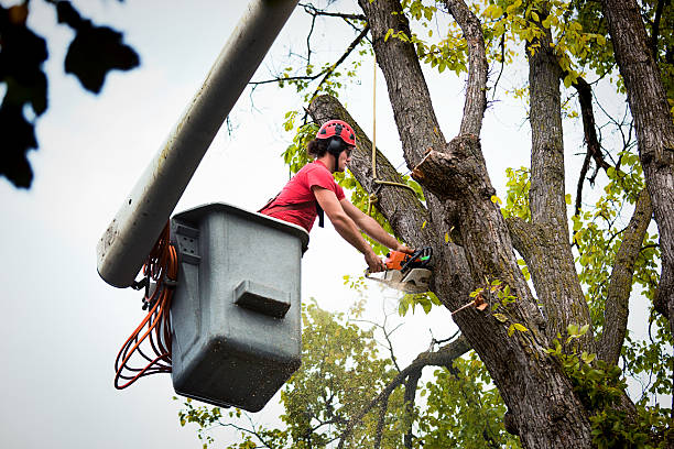 Best Commercial Tree Services  in Thorp, WI