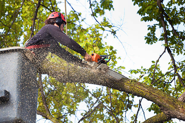 Best Leaf Removal  in Thorp, WI