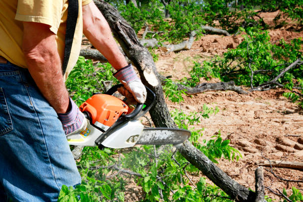 Best Lawn Mowing  in Thorp, WI